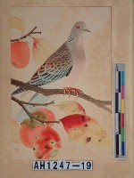 藏品(昭和11年『翠光花鳥版畫集』－柿山鳩)的圖片